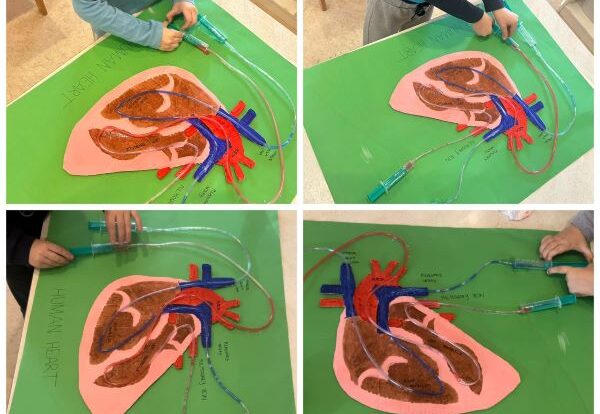 Ribice - heart pumping and blood circulation working model.